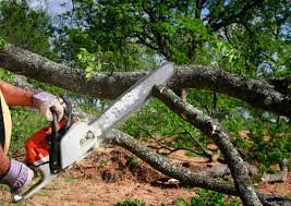 Trusted Holbrook, AZ Tree Removal Experts