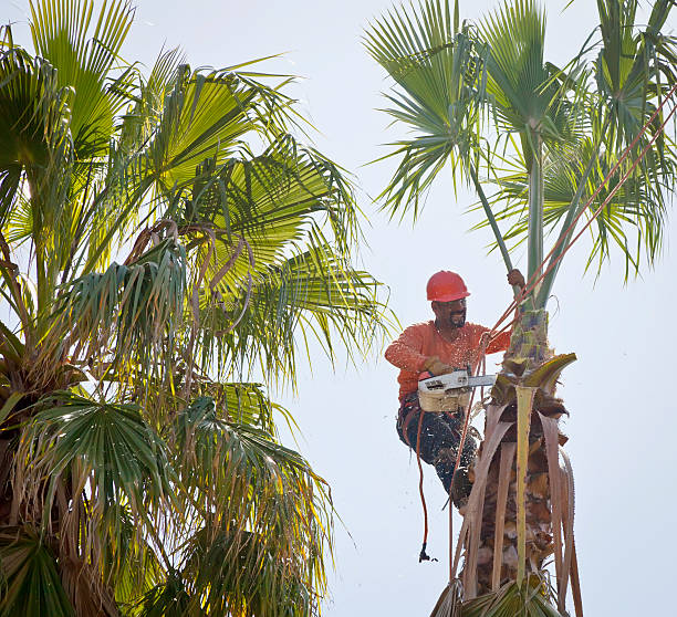 How Our Tree Care Process Works  in  Holbrook, AZ